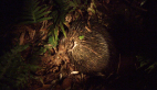 Echidna