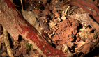 Mottled Scorpion