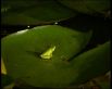 Eastern Sedge Frog