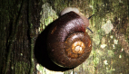 Southern Flat-coiled Snail