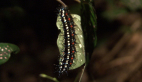 Australian Leafwing Butterfly Larva