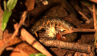 Giant Centipede