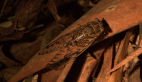 Razor-grinder Cicada