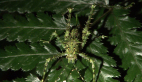 Spiny Rainforest Kaytidid