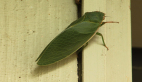 Bladder Cicada