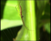 Rufous Net-casting Spider