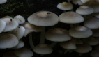 Luminescent Fungi