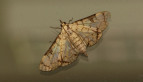 Moth on Window