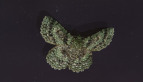 Green Looper Moth
