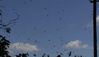 Spider Aggregation