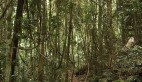 Vine Thicket