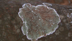Lichen on Elm Tree