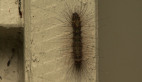 Lichen Moth Larva