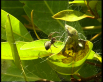 Leaf-curling Spider