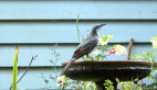 Brush Wattlebird