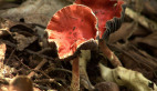 Redlead Roundhead