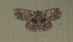 Textured Emerald Moth