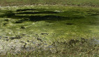 Algae
