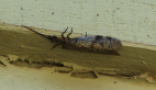 A Dobsonfly