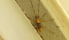 Longicorn Beetle