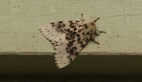 Luna Gyspsy Moth