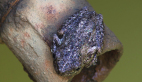 Emerald-spotted Treefrog