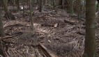 Forest Floor