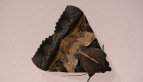 Moth on Window