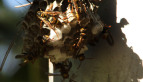 Paper Wasps