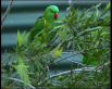 Scaly-breasted Lorikeet