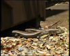 Major Skinks