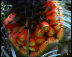 Fruiting Cone