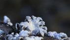 Split Gill Fungus