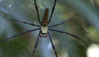 Golden Orb Spider