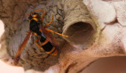 Potter Wasp