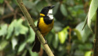 Golden Whistler