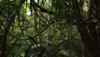 Flamboyant Vines