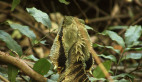 Eastern Water Dragon