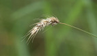 Barley