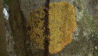 Rainforest Lichen