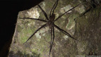 Giant Water Spider