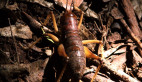 Giant King Cricket