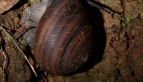 Fraser's Banded Snail