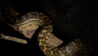 Carpet Python
