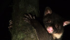 Short-eared Brushtail Possum