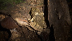 Black-soled Frog