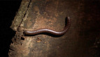 Round-backed Millipede