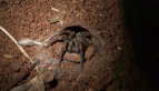 Trapdoor Spider
