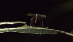 Crane Fly