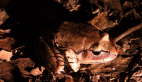 Great Barred Frog